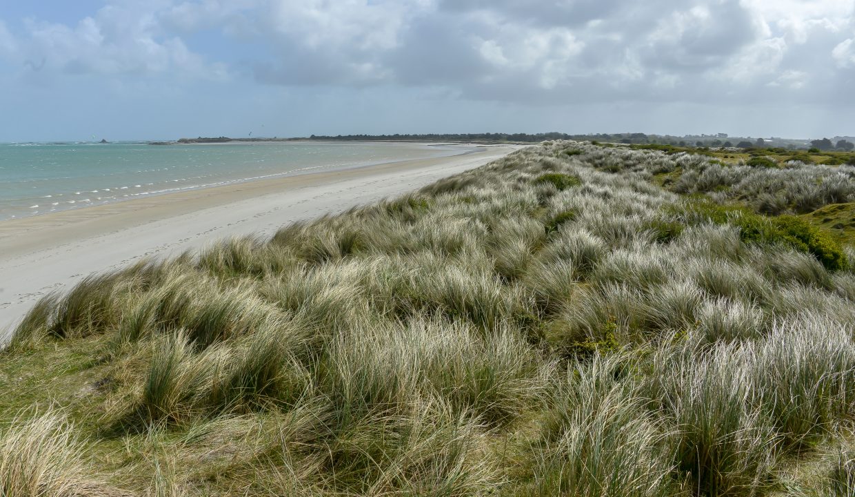 Oyat,  Ammophila arenaria, Dunes de Keremma, Site naturel protégé, Natura 2000, conservatoire du littoral, Plounevez Lochrist, Treflez, Finistère, 29
