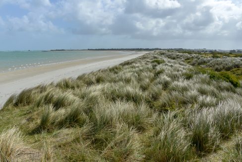 Oyat,  Ammophila arenaria, Dunes de Keremma, Site naturel protégé, Natura 2000, conservatoire du littoral, Plounevez Lochrist, Treflez, Finistère, 29